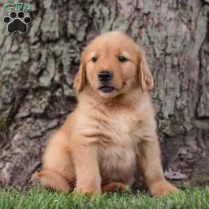 Zeke, Golden Retriever Puppy