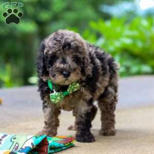 Zeke, Cockapoo Puppy
