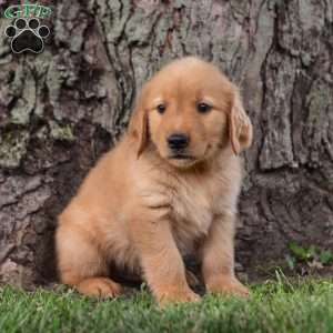 Zeke, Golden Retriever Puppy