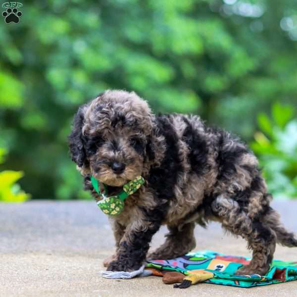 Zeke, Cockapoo Puppy