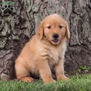 Zeke, Golden Retriever Puppy