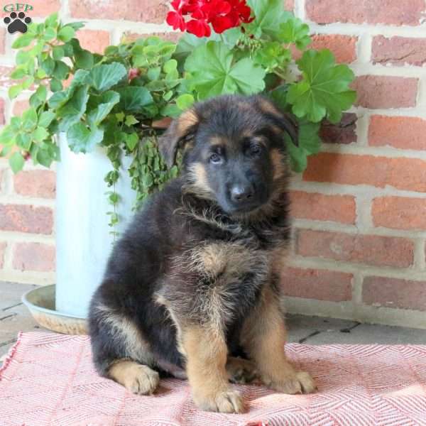 Zeke, German Shepherd Puppy