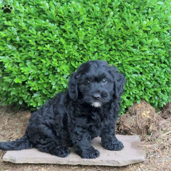 Zeke, Havapoo Puppy