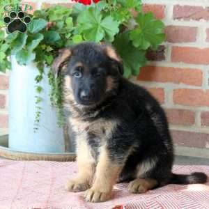 Zeke, German Shepherd Puppy