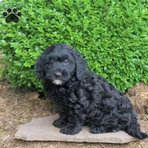 Zeke, Havapoo Puppy