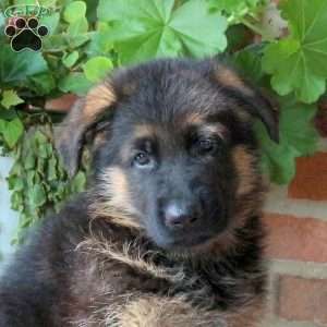 Zeke, German Shepherd Puppy