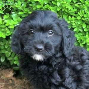 Zeke, Havapoo Puppy