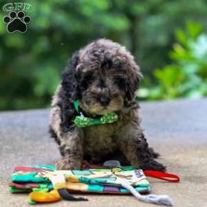Zeke, Cockapoo Puppy