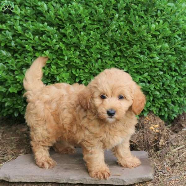 Zelda, Havapoo Puppy