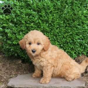 Zelda, Havapoo Puppy