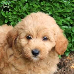 Zelda, Havapoo Puppy