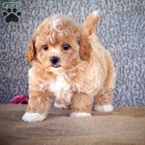 Zena, Shih-Poo Puppy