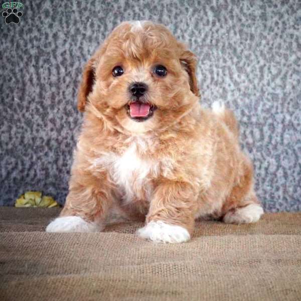 Zena, Shih-Poo Puppy