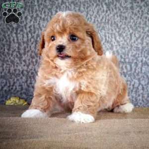 Zena, Shih-Poo Puppy