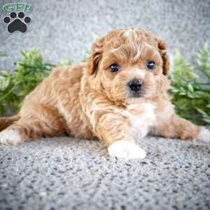 Zena, Shih-Poo Puppy