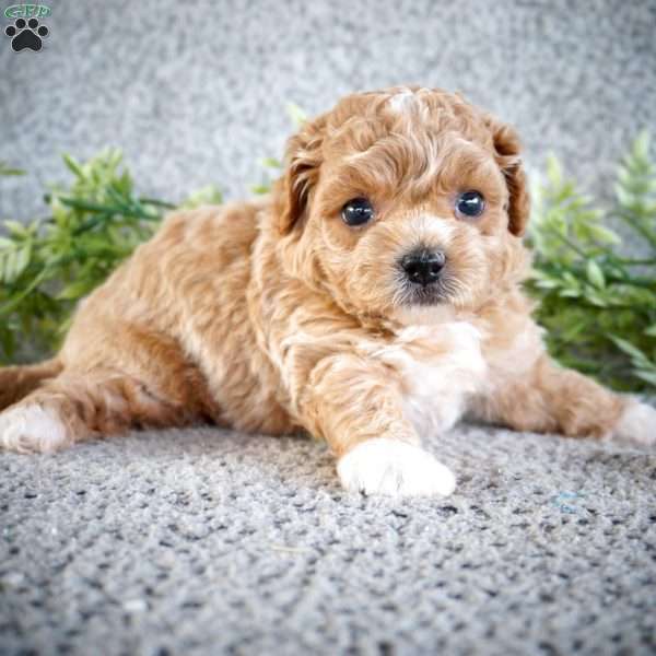 Zena, Shih-Poo Puppy
