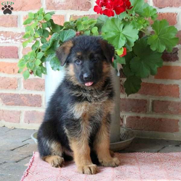 Zeus, German Shepherd Puppy
