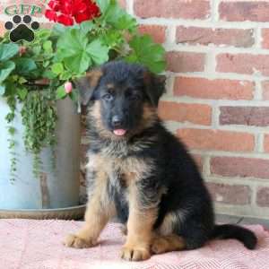 Zeus, German Shepherd Puppy