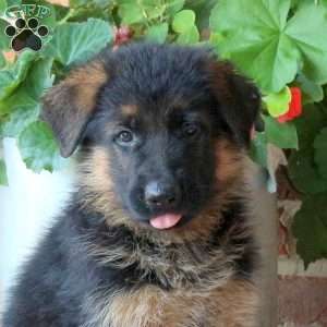 Zeus, German Shepherd Puppy