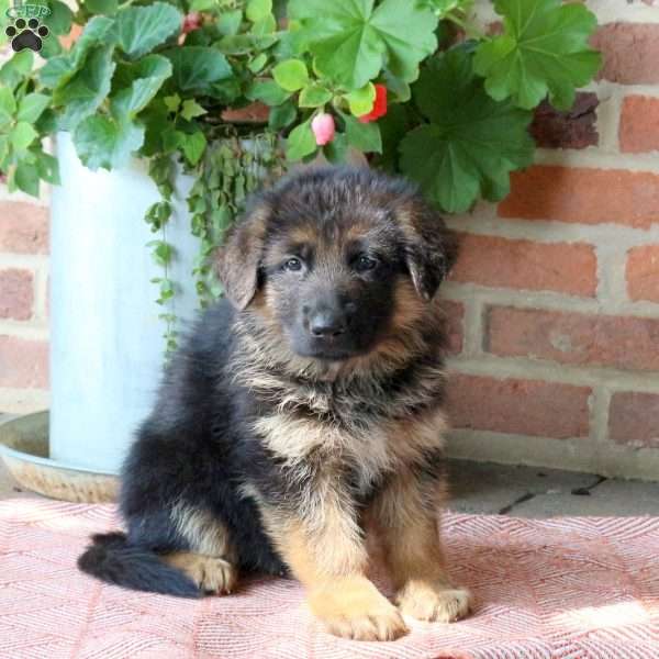 Ziggy, German Shepherd Puppy
