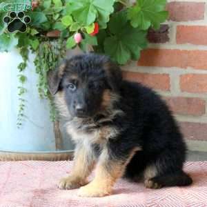Ziggy, German Shepherd Puppy