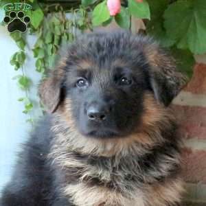Ziggy, German Shepherd Puppy