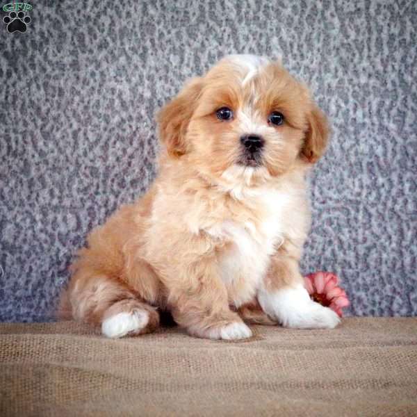Ziggy, Shih-Poo Puppy
