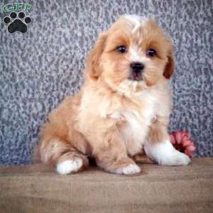 Ziggy, Shih-Poo Puppy