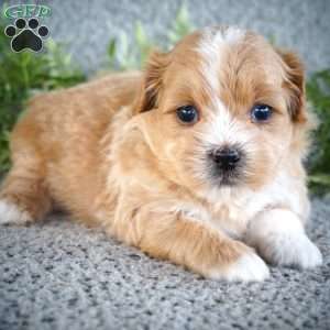 Ziggy, Shih-Poo Puppy