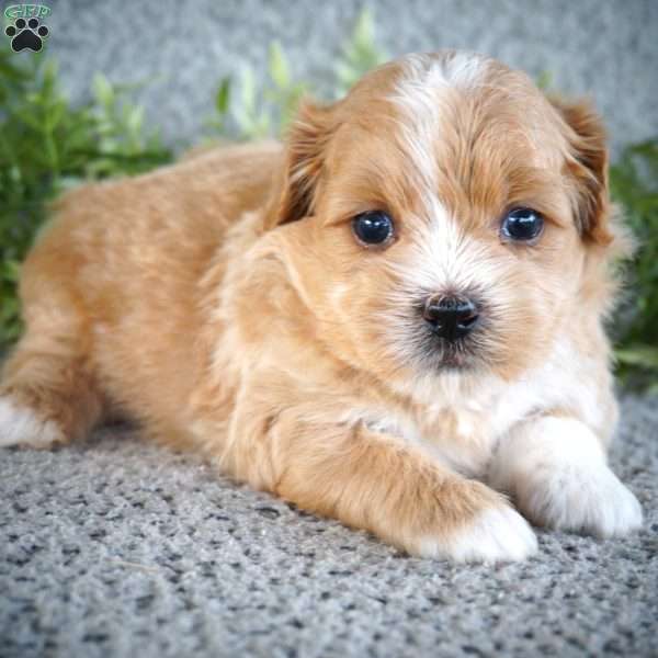 Ziggy, Shih-Poo Puppy