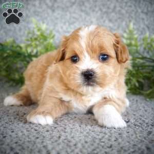 Ziggy, Shih-Poo Puppy