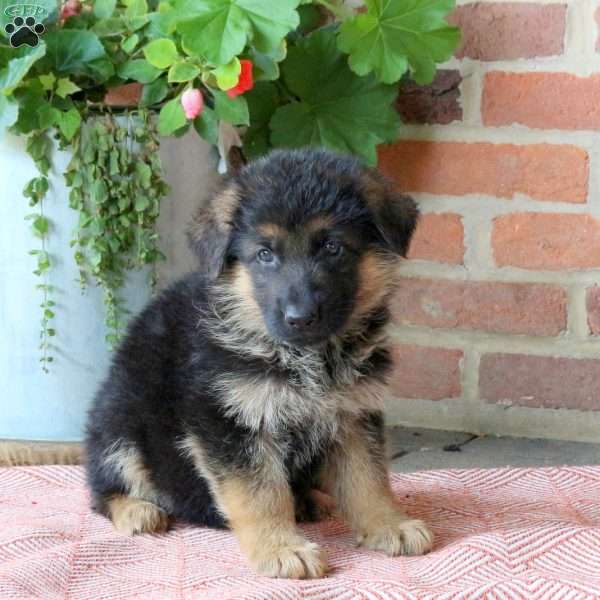Zion, German Shepherd Puppy