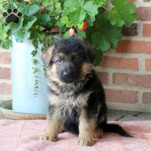 Zion, German Shepherd Puppy