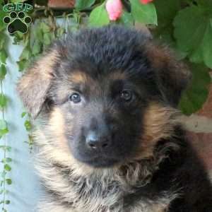 Zion, German Shepherd Puppy