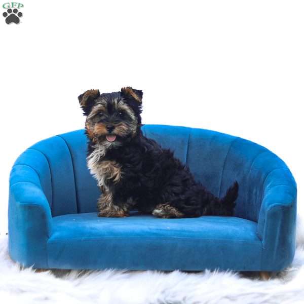 Zoey, Yorkie Puppy
