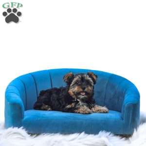Zoey, Yorkie Puppy