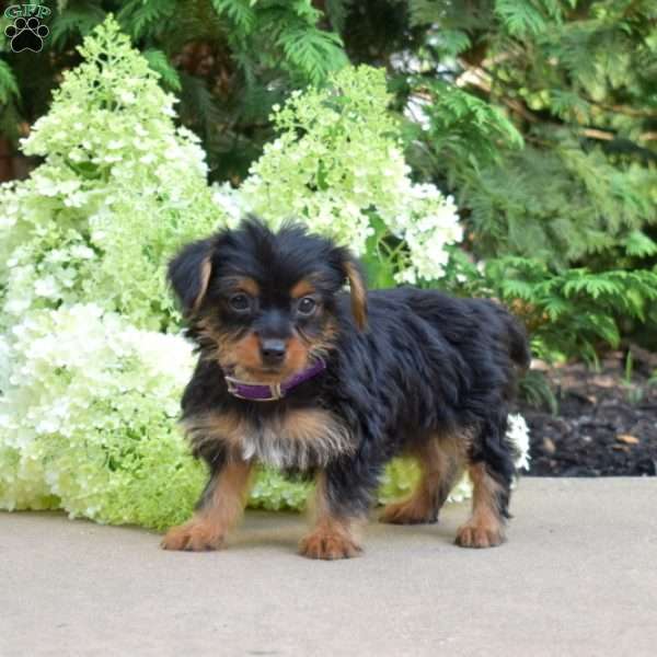 Zoey, Yorkie Puppy