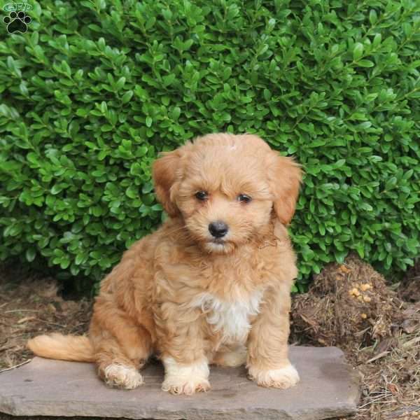 Zoey, Havapoo Puppy