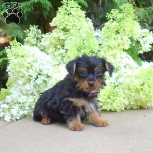 Zoey, Yorkie Puppy