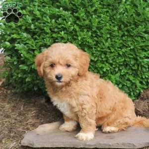 Zoey, Havapoo Puppy