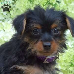 Zoey, Yorkie Puppy