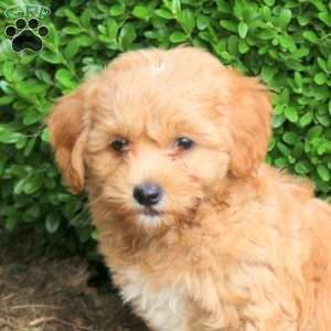 Zoey, Havapoo Puppy