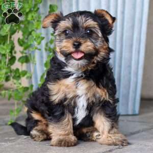 Zoey, Yorkie Puppy