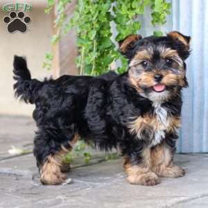 Zoey, Yorkie Puppy