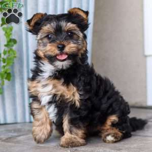 Zoey, Yorkie Puppy