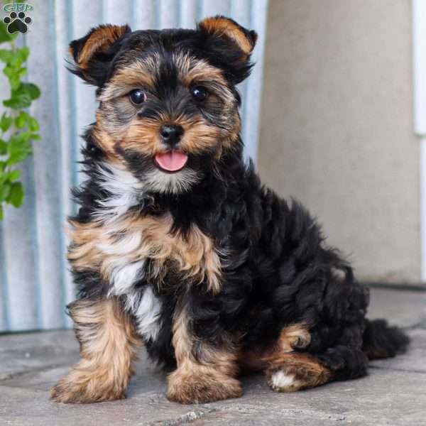 Zoey, Yorkie Puppy