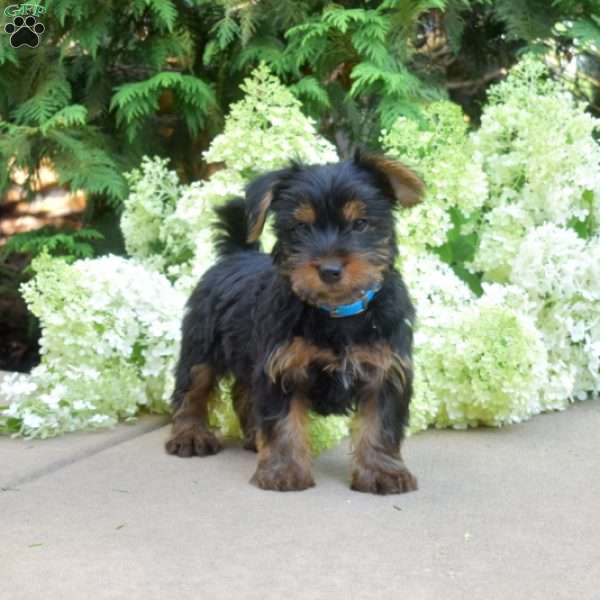 Zoomer, Yorkie Puppy