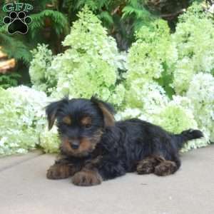 Zoomer, Yorkie Puppy