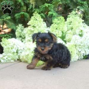 Zoomer, Yorkie Puppy