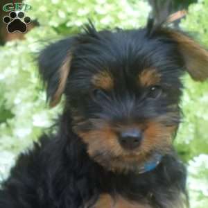 Zoomer, Yorkie Puppy